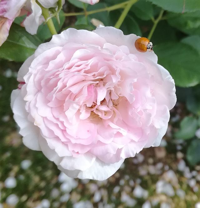Ein pinke Rose, auf der ein Marienkäfer sitzt.
