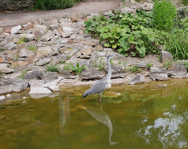 Ein Reiher im Teich im Westfalenpark.